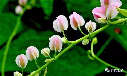 别 名: 蔓地榕,珠帘藤 一帘幽梦 富贵帘.葡萄科的植物